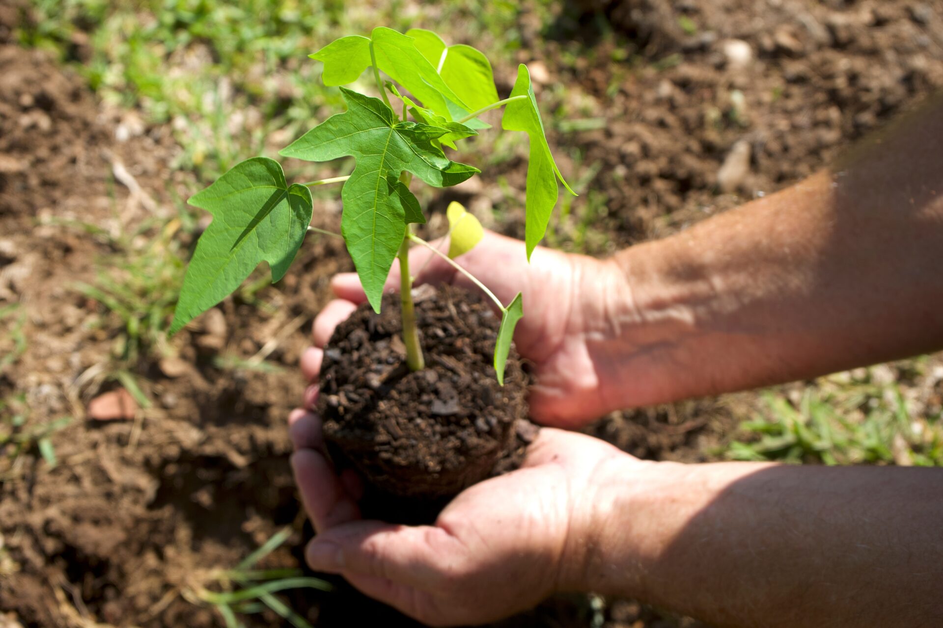 Tree Planting